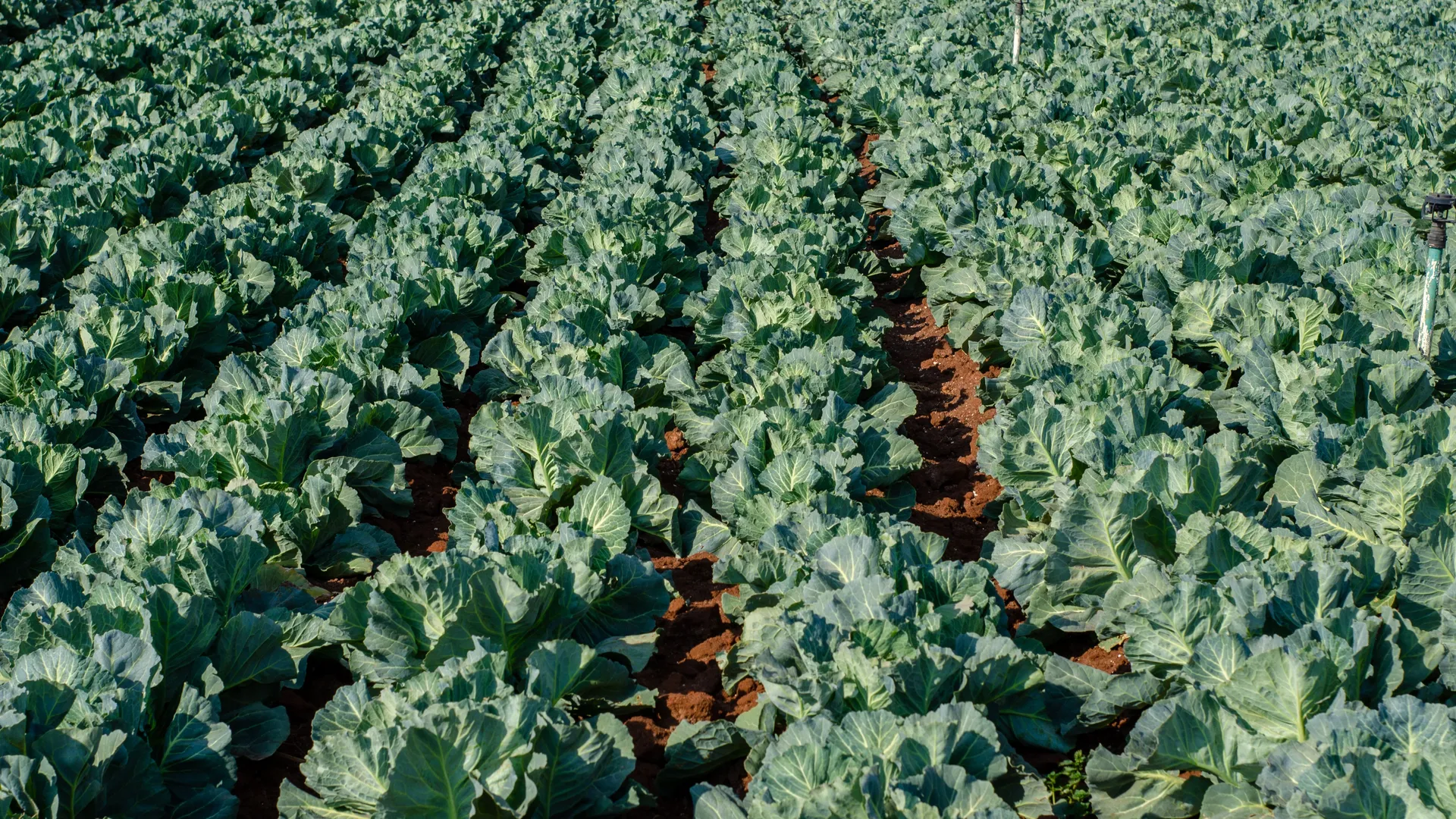 The Future of Food.